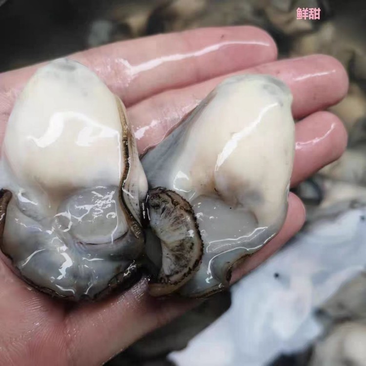 Sea Oysters