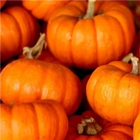 Polvere di zucca biologica